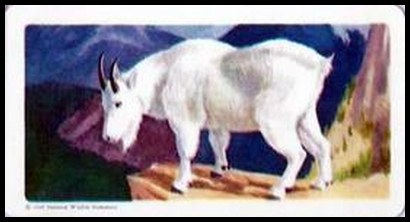 31 Mountain Goat
